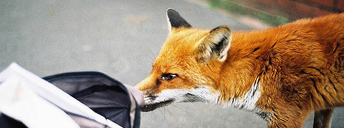 Wolverhampton Pest Control Service: professional pest control service for Foxes Wolverhampton, Birmingham & The West Midlands, please contact us for more info.