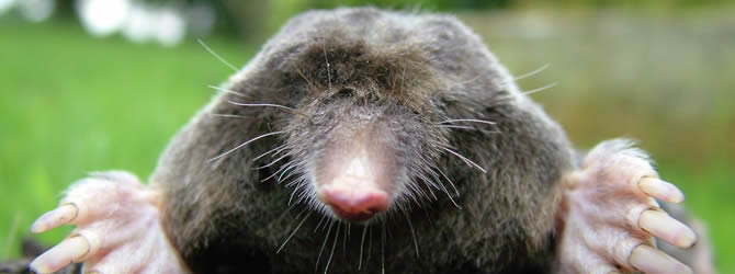 Wolverhampton Pest Control Service: professional pest control service for Moles Wolverhampton, Birmingham & The West Midlands, please contact us for more info.