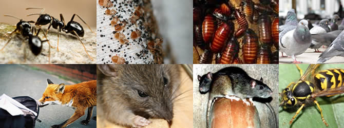 Wolverhampton Pest Control Service: professional pest control for Wolverhampton, Birmingham & The West Midlands, please contact us for more info.