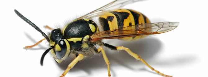 Wolverhampton Pest Control Service: professional pest control service for Wasps Wolverhampton, Birmingham & The West Midlands, please contact us for more info.